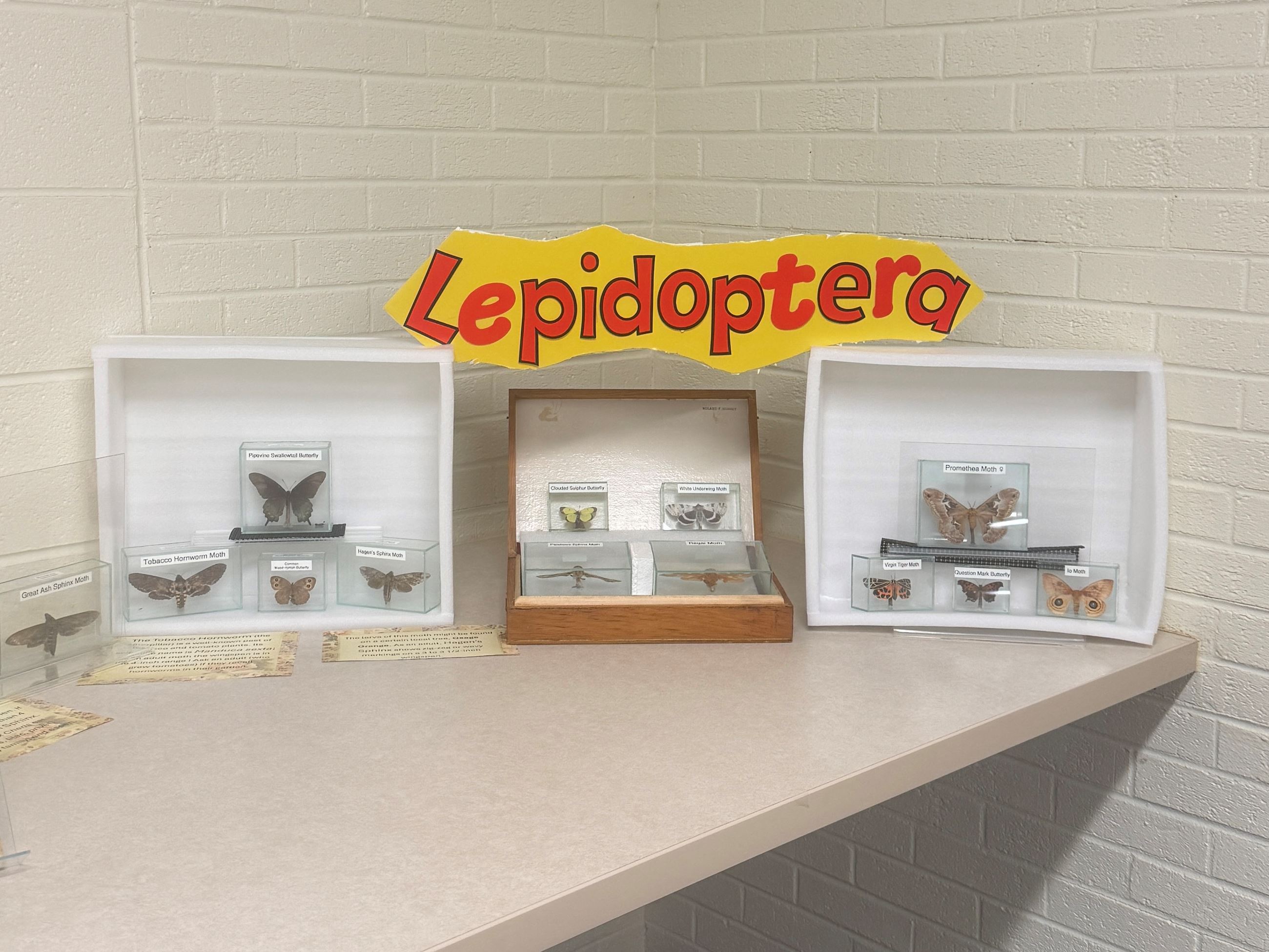Moths with a sign saying Lepidoptera